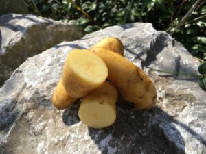 La Ratte Kartoffel